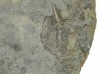 Slab Of Limestone With Crinoids (Cactocrinus) - Iowa #242506-4